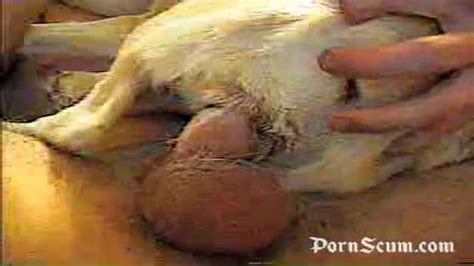 Animal Dog Sex - Man Cums In Female Dog Pussy - PornScum ...