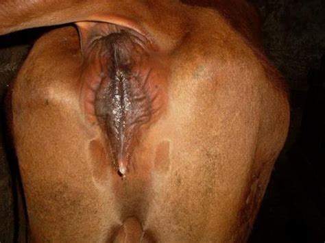 Cow Pussy 99624 | Images of Robertmn Stumpbroken Well Used C