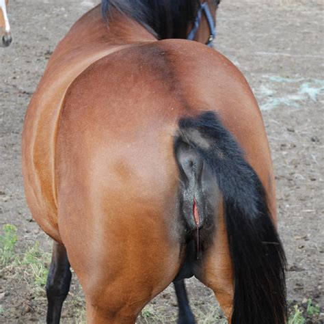 Cow Pussy 99628 | ... with that “DIP from her PUSSY what