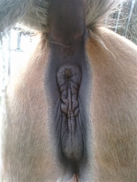 Huge Mare Pussy