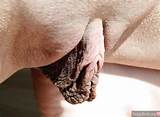 very-long-big-inner-labia-close-up | Pussy Pictures ... Pussy Pictures